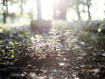 Close-up of plants growing on field