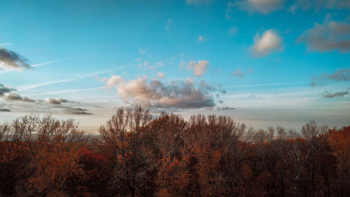 Plants against sky during autumn