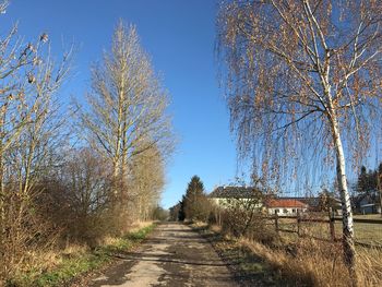 Trees against clear sky