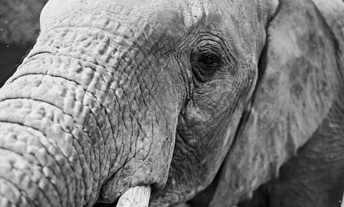 Close-up of elephant