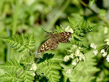 Beautiful butterfly on flowers in the spring sunshine