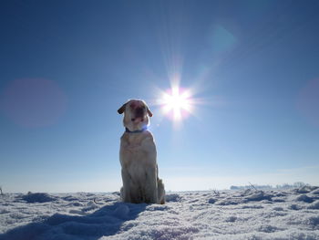 Dog on snow against sky during sunset