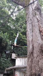 Bird perching on a tree