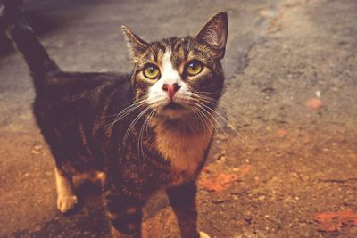 Portrait of tabby cat on land