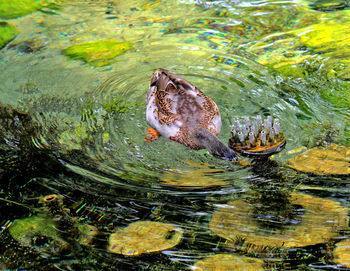 Duck swimming in lake