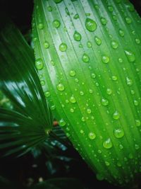 Close-up of water drops on leaves