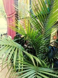 Close-up of palm tree