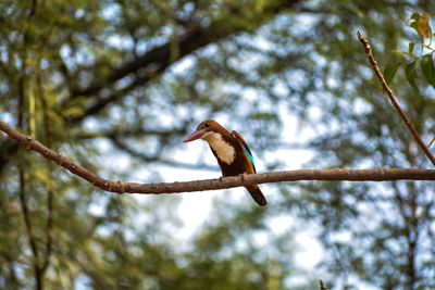 Low angle view of bird perching on branch