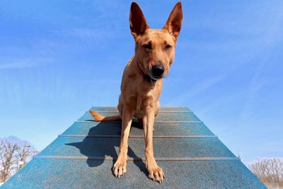 Portrait of dog against blue sky