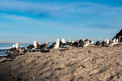 Seagulls on beach against sky