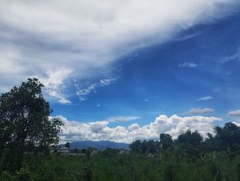 Scenic view of trees against sky