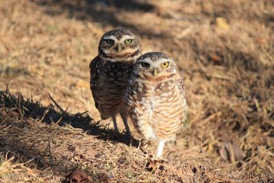 Close-up of an owls perching on a field