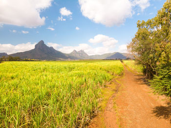 Scenic view of field against sky