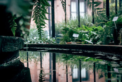 Reflection of plants in pond