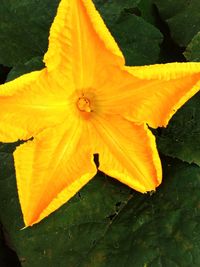 Close-up of yellow day lily blooming outdoors