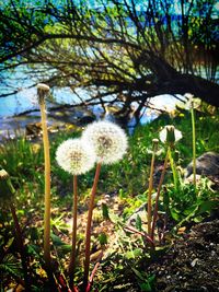 Close-up of white dandelion flowers