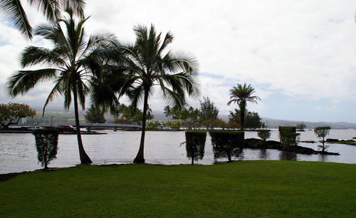 Palm trees by lake against sky