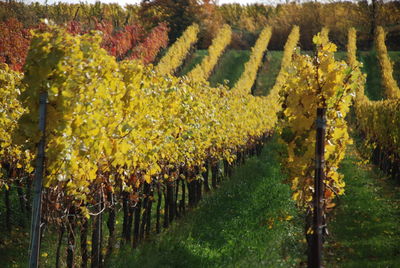 Scenic view of field with trees in background