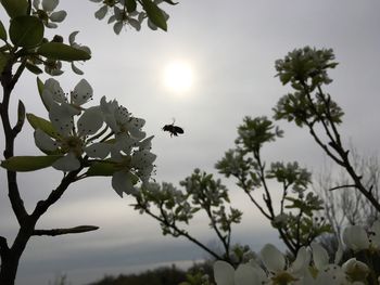 Close-up of plant against sky
