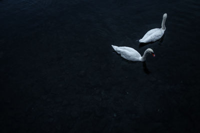 High angle view of swan in lake