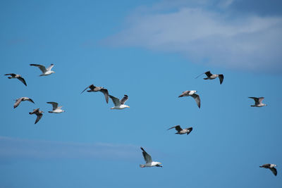 Low angle view of seagulls flying