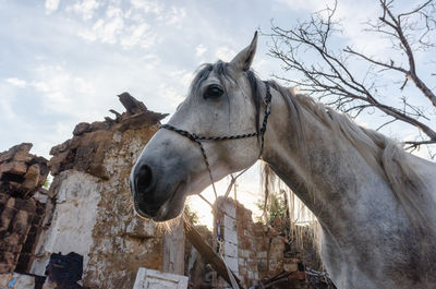 Close-up of horse