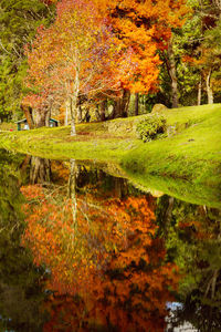 Close-up of autumn trees by grass