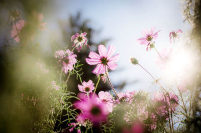 Close-up of pink cosmos flowers
