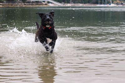 Dog running in lake