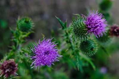 Close-up of purple thistles