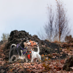 Tsunami the jack russell terrier and kuma the siberian husky mix puppy pose in a fall time forest