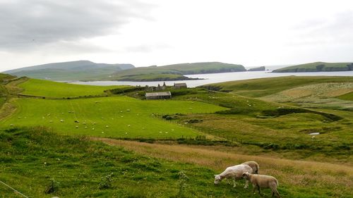 Sheep on landscape