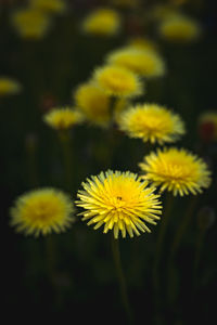 Close-up of yellow flowering plant