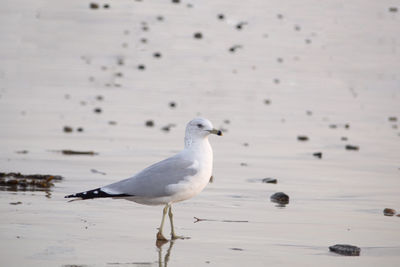 Seagull walking along the shore