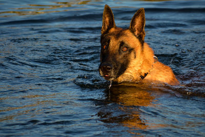 Close-up of a dog in the sea