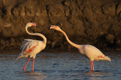 Close-up of flamingos in river