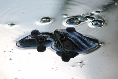 Close-up of turtle swimming in water