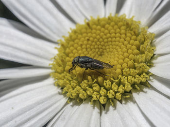 Close-up of insect on flower