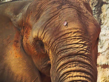 Close-up of elephant