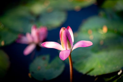 Close-up of pink water lily