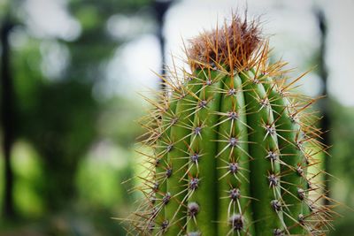 Close-up of cactus plant