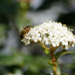 Close-up of bee pollinating on flower