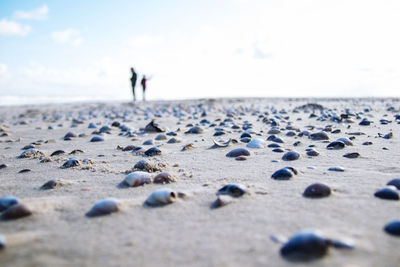 Beach with shells and silhouets