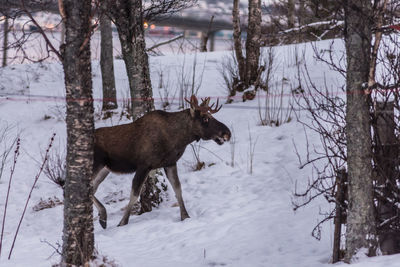 Deer on snow covered trees during winter