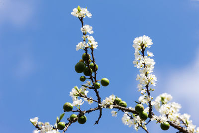 Low angle view of white flowering tree against blue sky