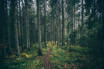 Trees in forest