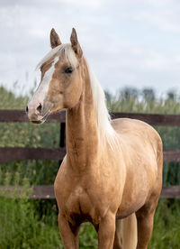 Horse standing in ranch