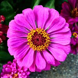 Close-up of pink flower blooming outdoors