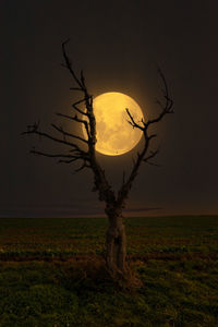 Silhouette tree on field against sky at sunset