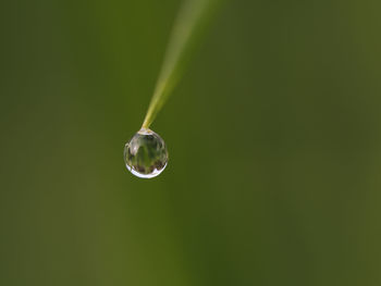 Close-up of water drop on leaf